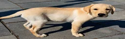 Labrador Retriever dogs for sale: 10 and a half week old Labrador puppy in Salisbury - Advert 5