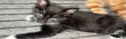Mixed Breed cats for sale: Beautiful Litter of Mixed Breed Kittens - Advert 3
