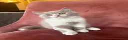 British Shorthair cats for sale: 5 BEAUTIFUL BRITISH SHORTHAIR 💕 - Advert 12