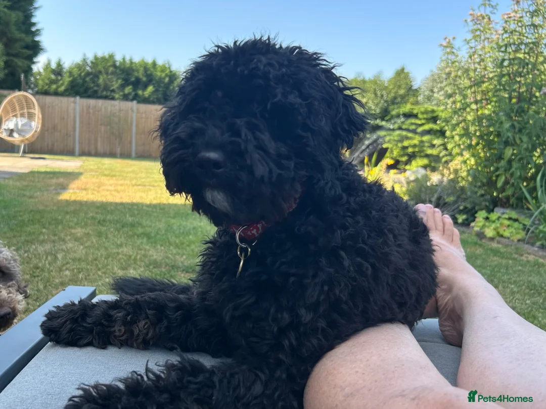 Australian Labradoodle dogs for sale: Beautiful Female Australian Labradoodle  - Advert 2