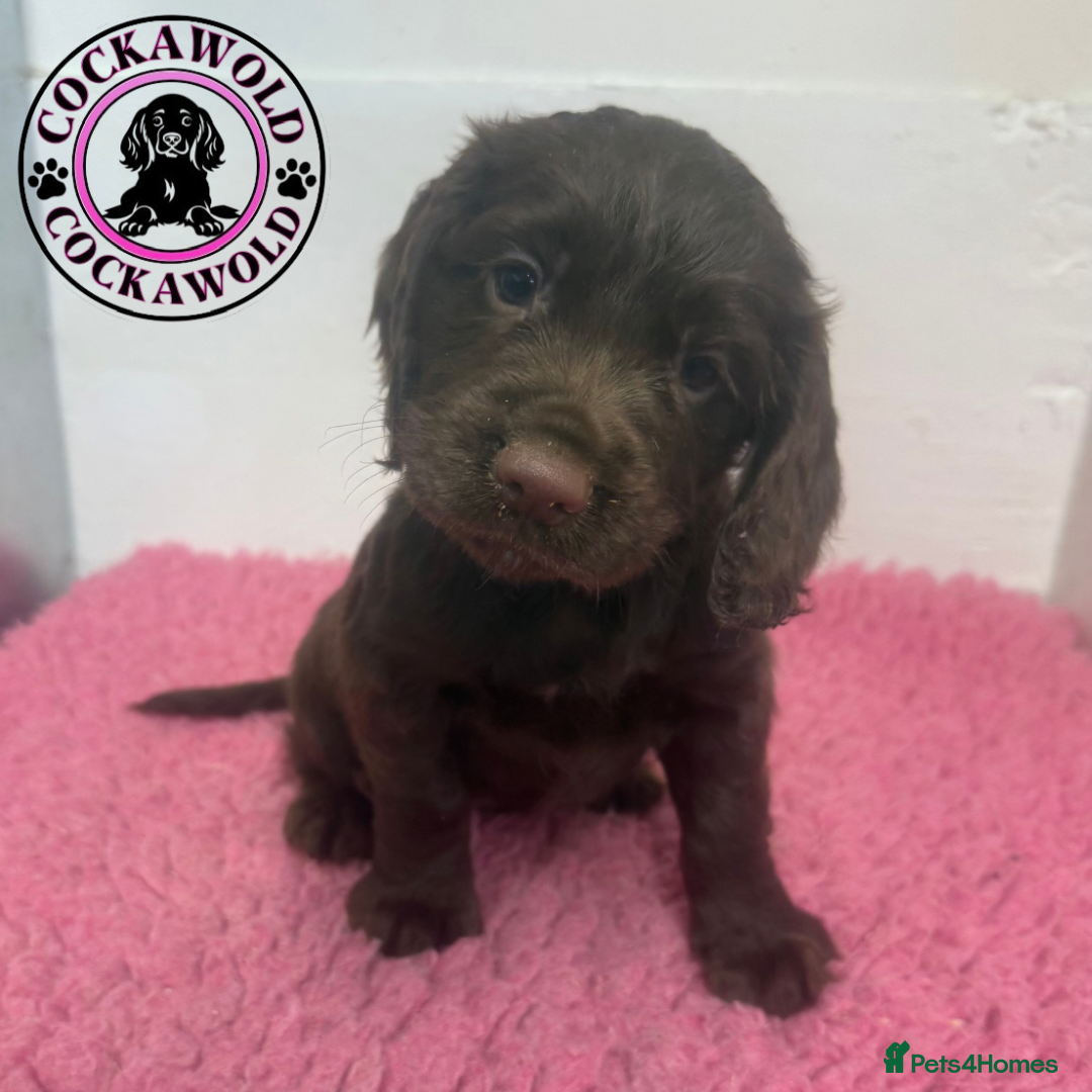 Cocker Spaniel dogs for sale: KC Reg Working Cocker Spaniel Puppies  - Image 3