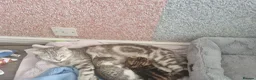 American Shorthair cats for sale: Lovely and gorgeous kittens!❤️🥰 - Advert 3