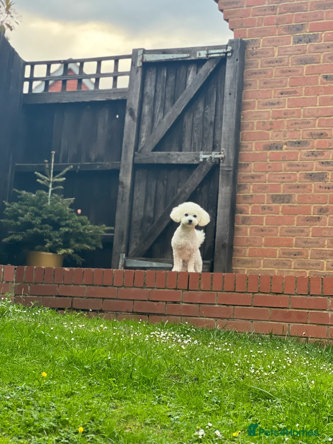 Bichon Frise dogs for stud: Bichon frise for stud only, not for sale! in Wellingborough - Advert 5