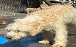 Mixed Breed dogs for adoption: Poppy - Norwich Norfolk  - Image 9