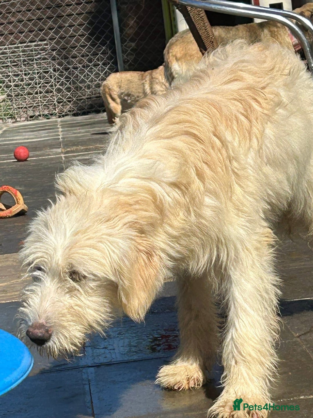 Mixed Breed dogs for adoption: Poppy - Norwich Norfolk  - Image 9