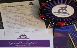 British Longhair cats for sale: Quadruple Grand Champion British Longhair Male - Image 6