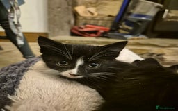 Mixed Breed cats for sale: Beautiful Kittens- Ready Now - Image 9