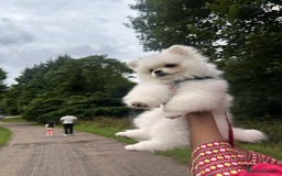Pomeranian dogs for sale: 5 months Pomeranian puppy - Image 2
