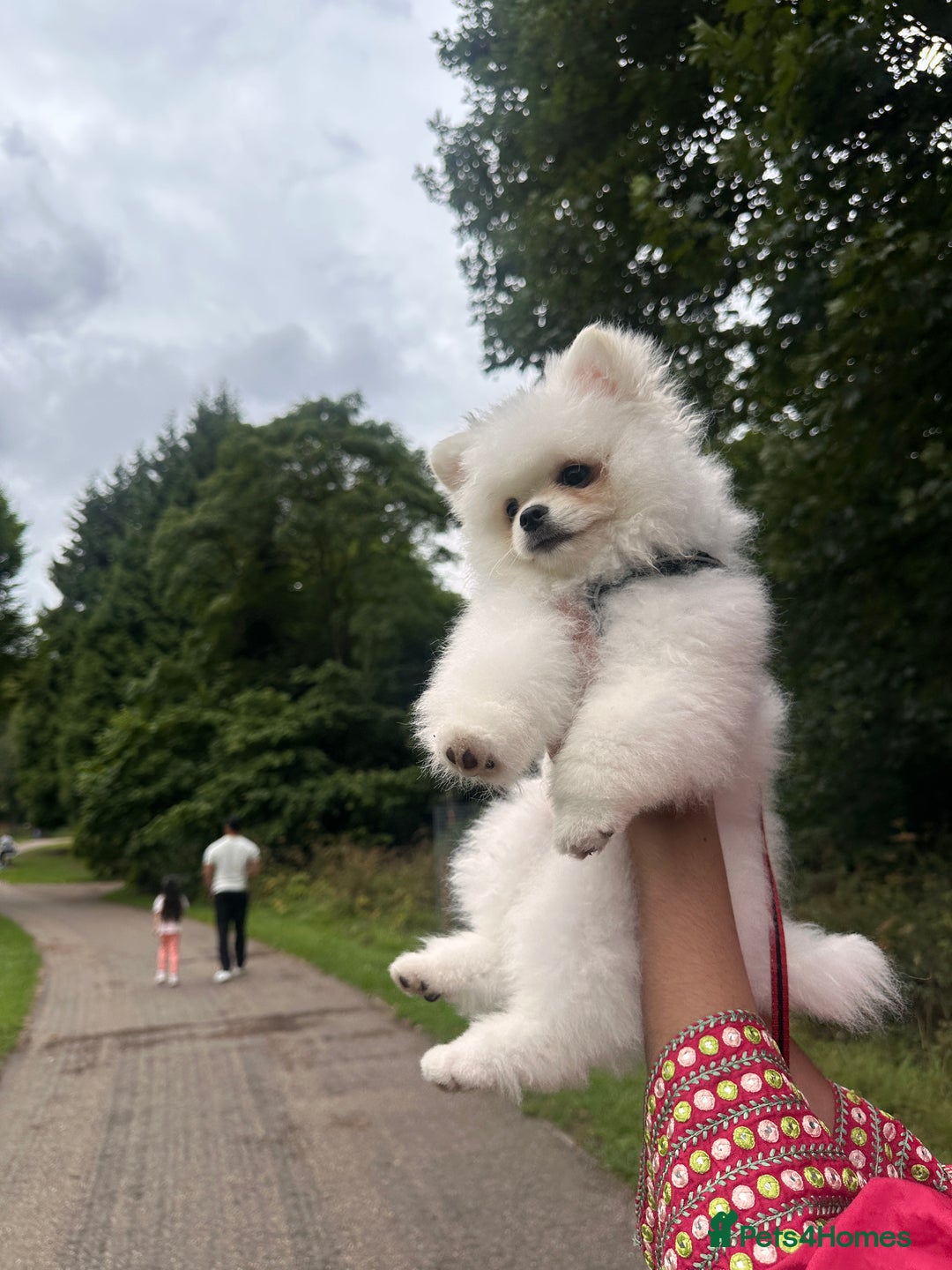 Pomeranian dogs for sale: 5 months Pomeranian puppy - Image 2