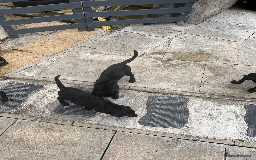 Labrador Retriever dogs for sale: Beautiful Labrador Puppies (3 boys 2 girls) in Wishaw - Image 16