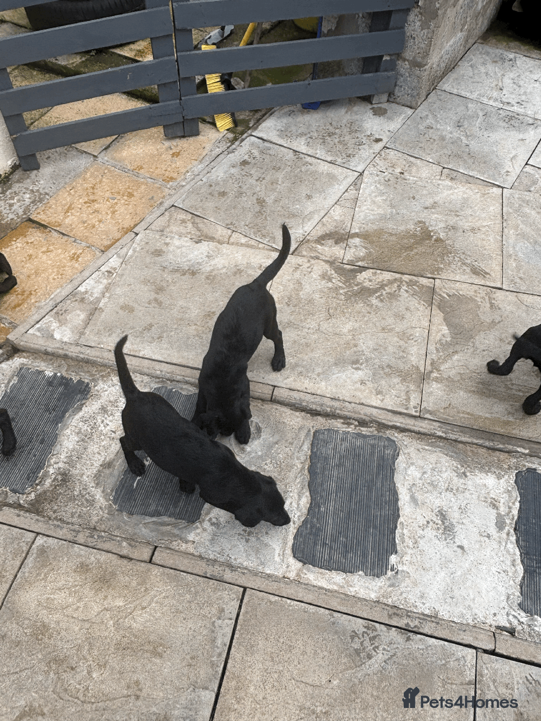 Labrador Retriever dogs for sale: Beautiful Labrador Puppies (3 boys 2 girls) in Wishaw - Image 16