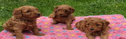 Cavapoo dogs for sale: ❤️Beautiful cavapoo- Ready 16th July ❤️ - Advert 28