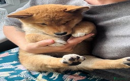 Japanese Shiba Inu dogs for sale: Last but not least beautiful Shiba  KC boy in Inverness - Image 4