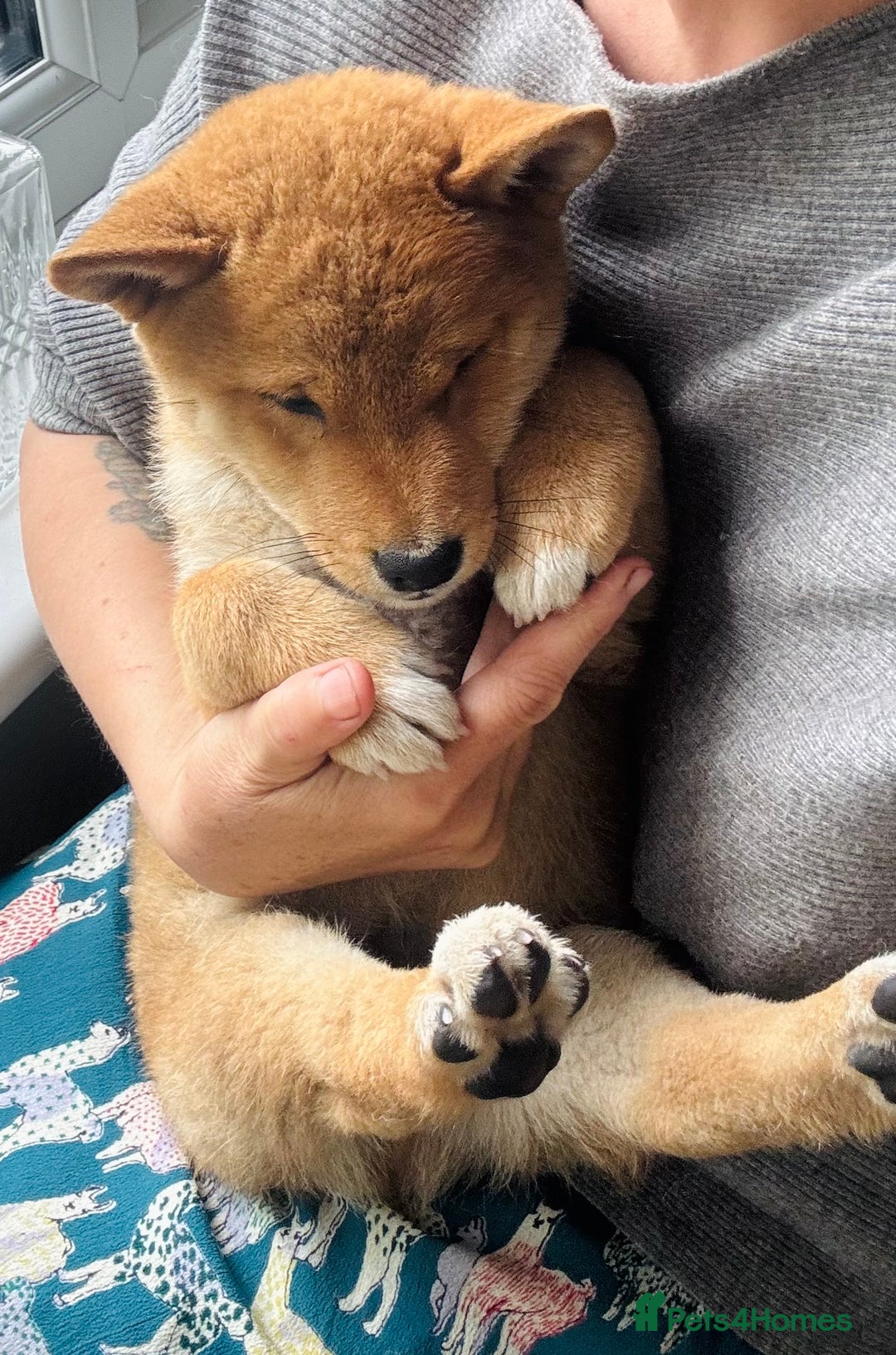 Japanese Shiba Inu dogs for sale: Last but not least beautiful Shiba  KC boy in Inverness - Image 4
