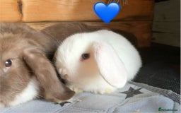 Mini Lop rabbits for sale: 4 beautiful mini lop babies  - Image 4