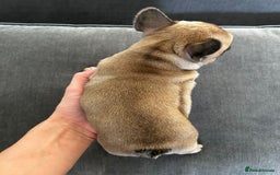 French Bulldog dogs for sale: FrenchAngels 👼🏼🐾 - Image 23