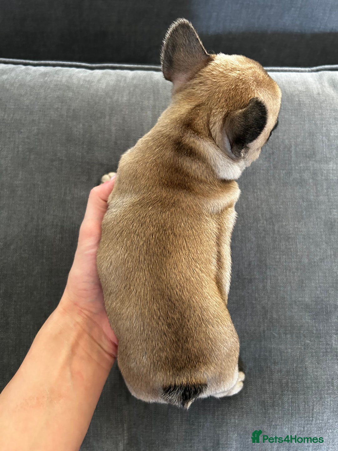 French Bulldog dogs for sale: FrenchAngels 👼🏼🐾 - Image 23