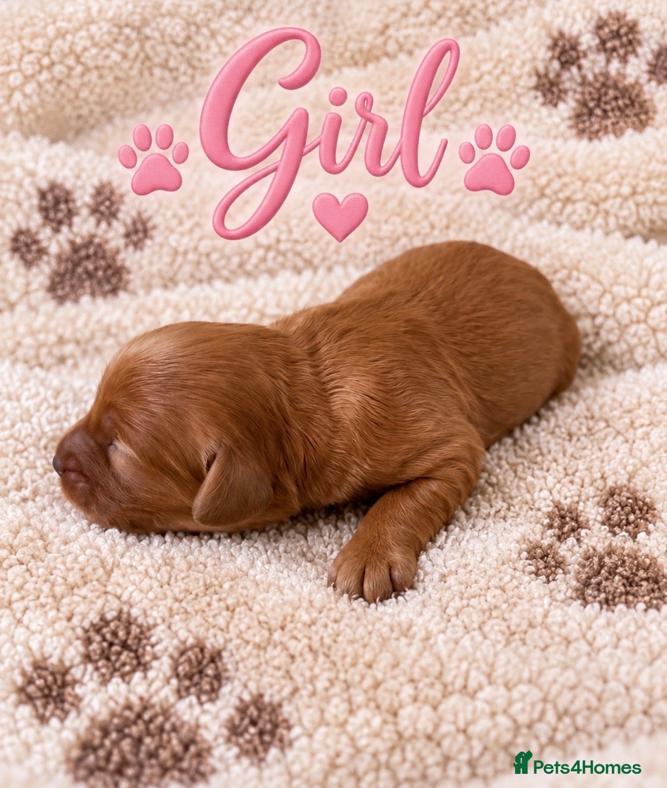 Cavapoo dogs Stunning F1 Cavapoo's 🧬 Health Tested Parents - Advert 2