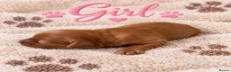 Cavapoo dogs for sale: Stunning F1 Cavapoo's 🧬 Health Tested Parents - Advert 2