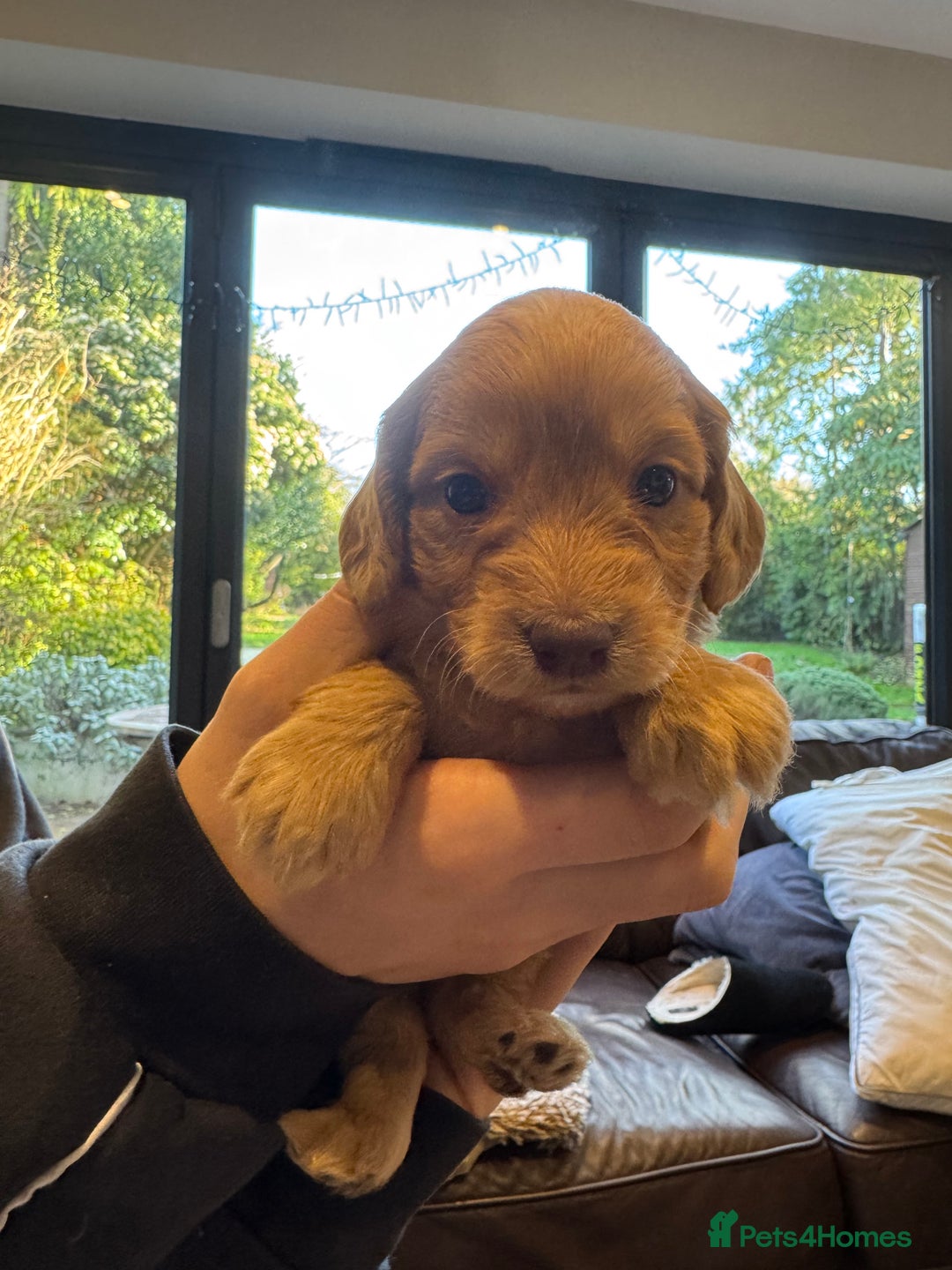 Mixed Breed dogs for sale: Sprockerpoo puppies for sale - Advert 19