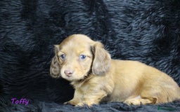 Miniature Dachshund dogs for sale: KC PRA Clear Mini Longhair Daxies – Dapple - Advert 21