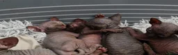 Sphynx cats for sale: Lovely Sphynx Kittens available - Advert 22