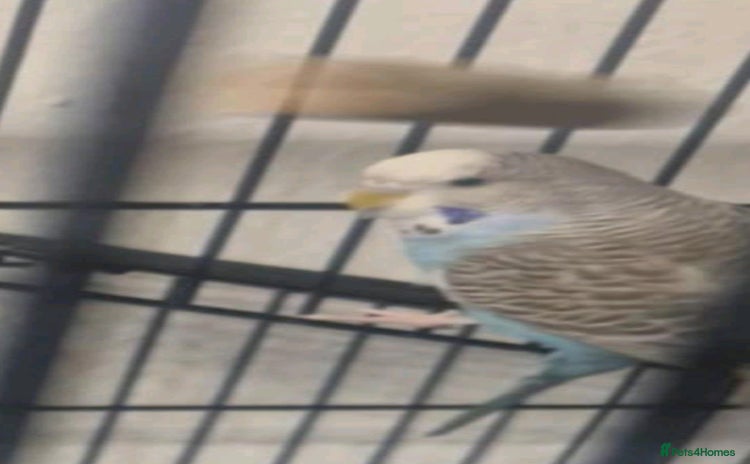 Budgerigars birds - Advert 12