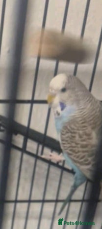 Budgerigars birds - Advert 12