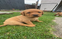 Labrador Retriever dogs for sale: Exquisite Fox Red Labrador Puppies – KC Reg in Chesterfield - Image 34