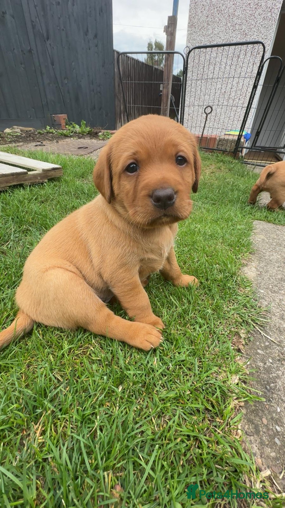 Labrador Retriever dogs for sale: Exquisite Fox Red Labrador Puppies – KC Reg in Chesterfield - Image 34