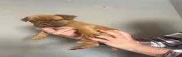 Dogue De Bordeaux dogs for sale: Dogue de Bordeaux pups in Croydon - Advert 26
