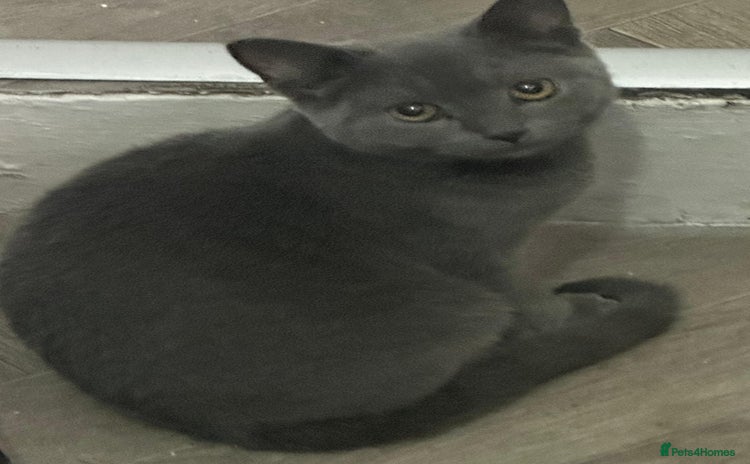 British Shorthair cats - Advert 1