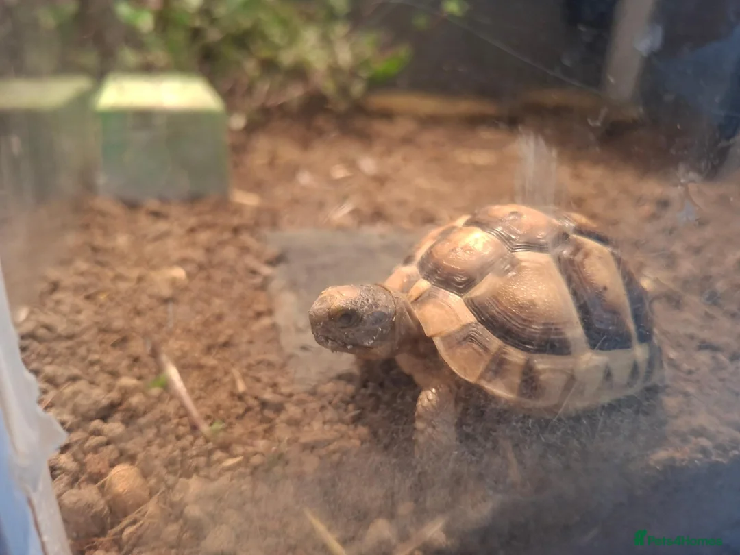 Tortoise reptiles for sale: Tortoise year and 2 months in Grimsby - Advert 1
