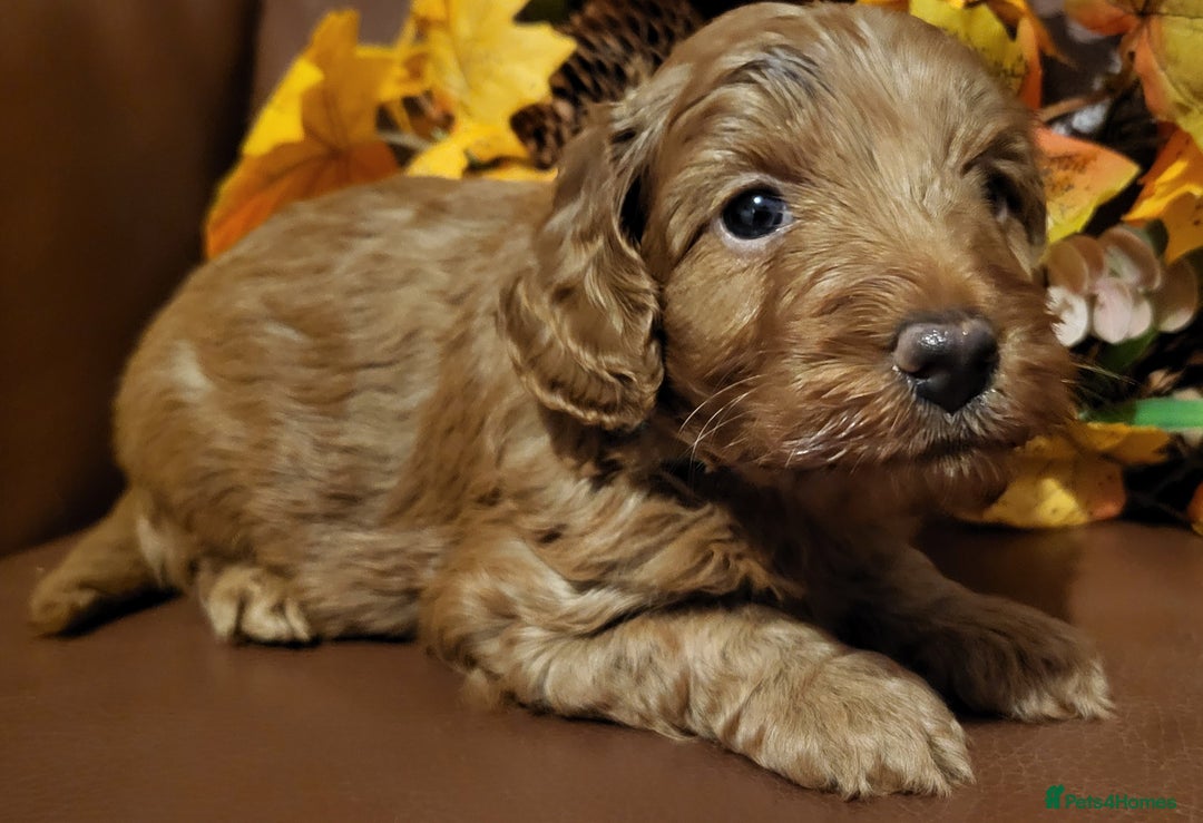Cockapoo dogs for sale: Golden and Apricot Red F1b Cockerpoos for sale! - Image 11
