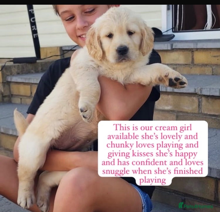 Golden Retriever dogs Royal kennel club registered golden retriever  - Advert 16