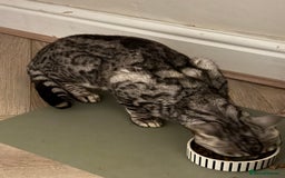 Bengal cats for sale: 2X BENGAL CATS MALE AND FEMALE - Image 2
