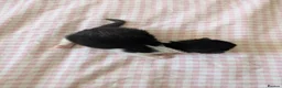 Mixed Breed cats for sale: Five Beautiful kittens  in Billingham - Advert 13