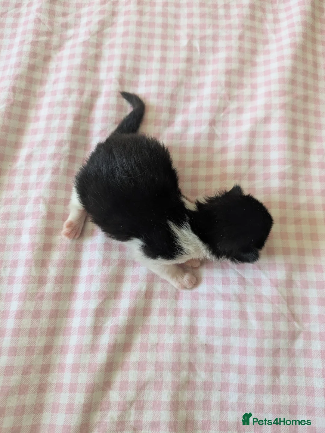 Mixed Breed cats for sale: Five Beautiful kittens  in Billingham - Advert 13