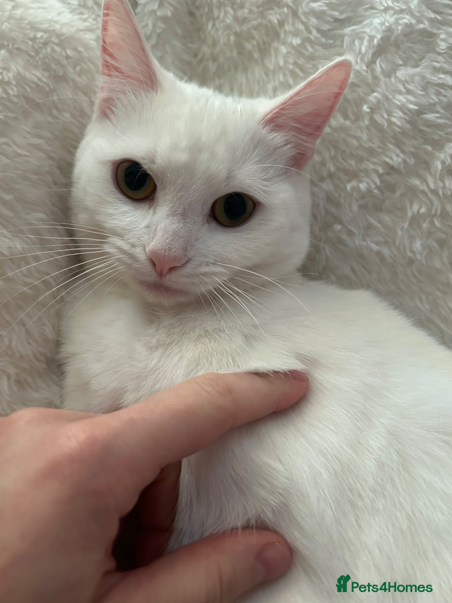 Mixed Breed cats Beautiful female white cat  - Advert 1
