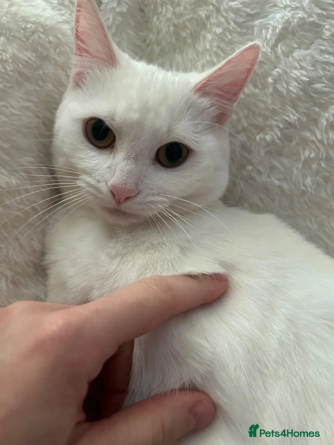 Mixed Breed cats for sale: Beautiful female white cat  - Advert 1