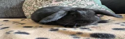 Mini Lop rabbits for sale: Mini lop, ready now  - Advert 3