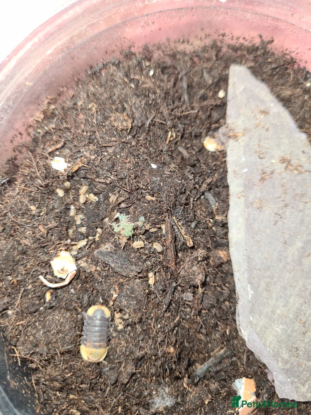 Isopods invertebrates for sale: Rubber ducky  in Barnsley - Advert 2