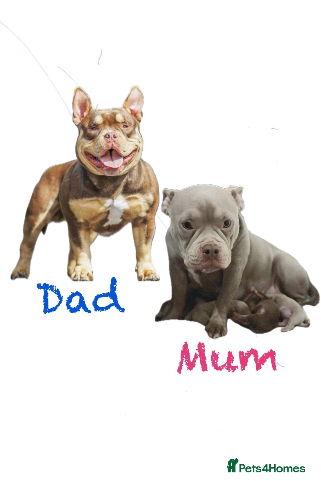 American Bully dogs for sale: Lilac’s Miniature microbully’ puppy’s - Advert 11