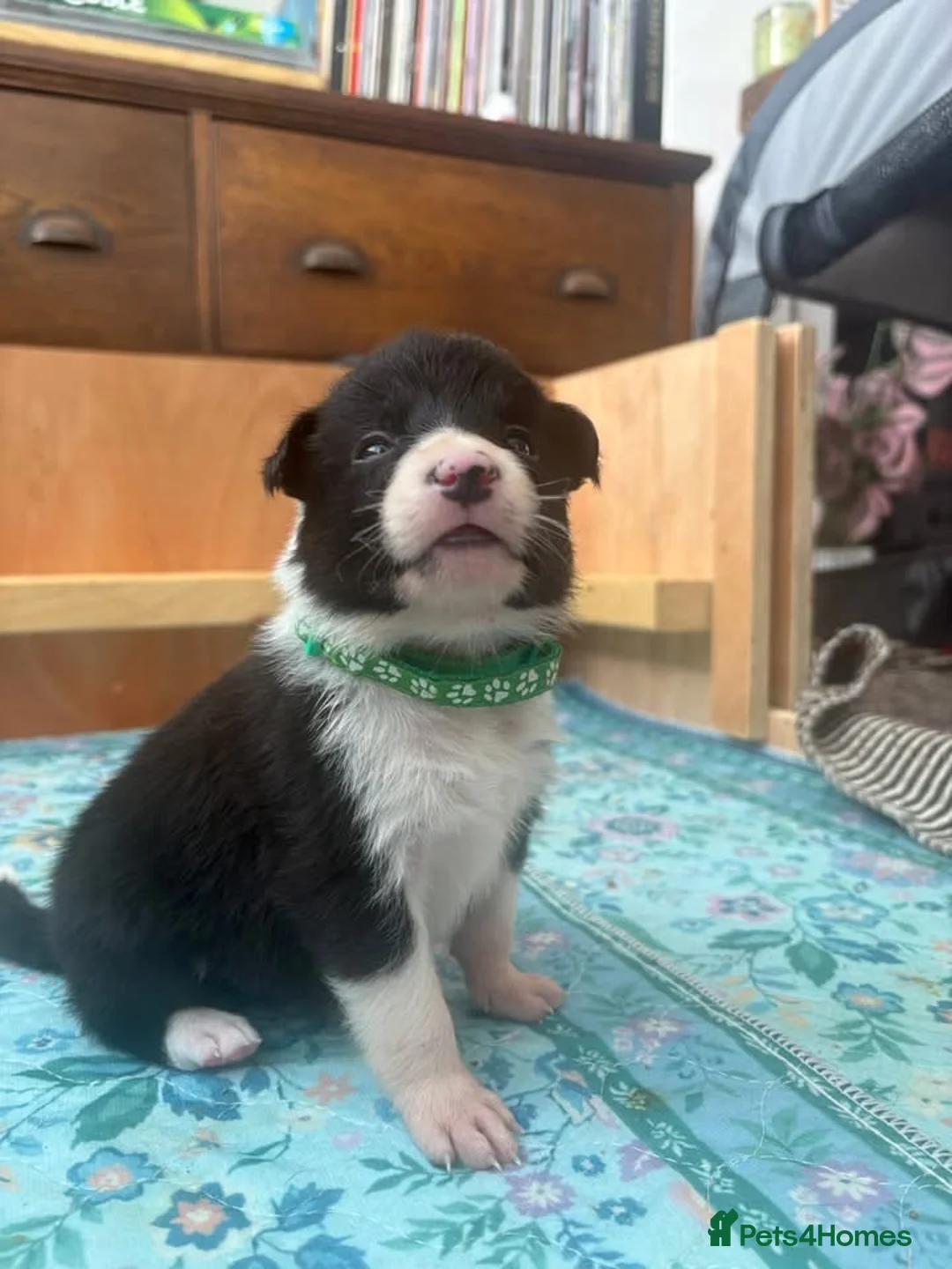 Border Collie dogs for sale: Working Line Border Collies - 1 girl left 💚 - Advert 36