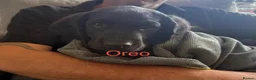 Labradoodle dogs for sale: Labradoodle Puppies - Advert 26