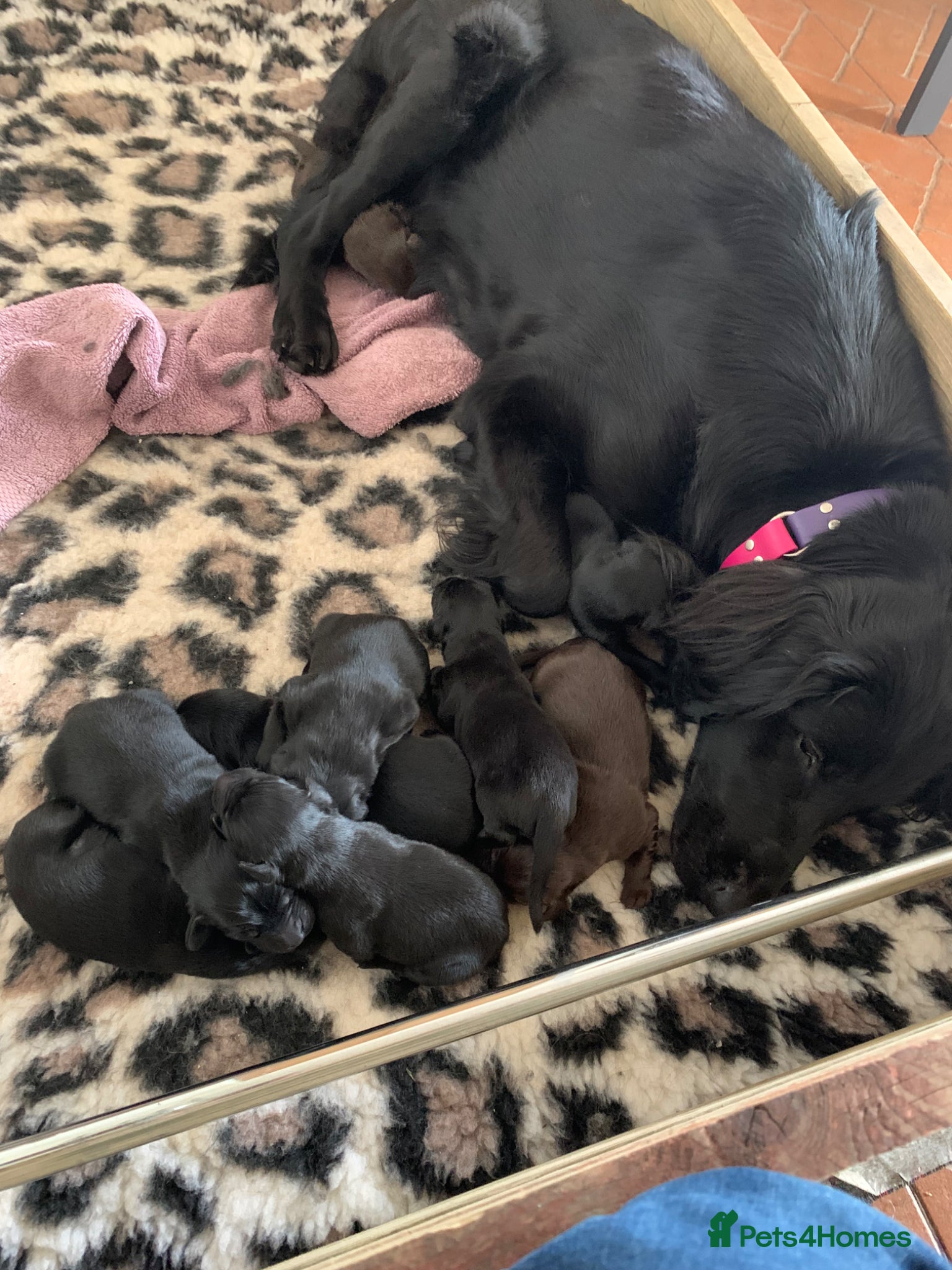 Flat coated Retriever dogs for sale: Adorable Flat Coated Retriever Puppies  - Advert 12