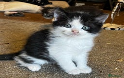 Persian cats for sale: Persian cross kittens  - Image 3