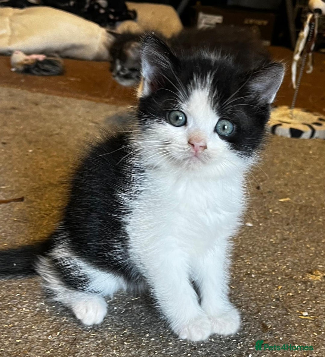 Persian cats for sale: Persian cross kittens  - Image 3