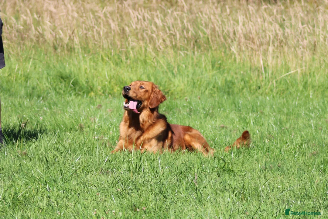 Golden Retriever dogs for stud: EXTENSIVELY health tested with excellent results! in Newark - Advert 16