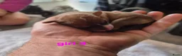 Jackapoo dogs for sale: Gorgeous jackapoo puppies 🐶  - Advert 12